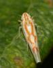 353833 – Photo : Denis Poirier – France (74)