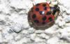 353885 – Photo : Numayta – France (68)