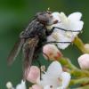 353761 – Photo : ANDRE LABETAA – France (66)