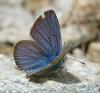 353648 – Photo : ANDRE LABETAA – France (05)