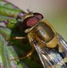 353029 – Photo : ANDRE LABETAA – France (66)