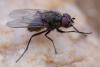 353158 – Photo : ANDRE LABETAA – France (66)