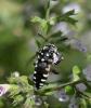 353555 – Photo : Michel Pansiot – France (26)