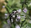 353553 – Photo : Michel Pansiot – France (26)