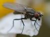 353706 – Photo : ANDRE LABETAA – France (66)