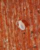 353438 – Photo : Oryctes – France (59)