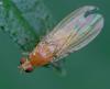 353778 – Photo : ANDRE LABETAA – France (66)