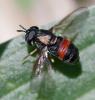 353548 – Photo : ANDRE LABETAA – France (66)
