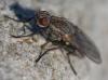 353503 – Photo : ANDRE LABETAA – France (66)