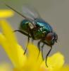 353714 – Photo : ANDRE LABETAA – France (66)