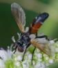 353596 – Photo : ANDRE LABETAA – France (66)