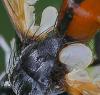 353602 – Photo : ANDRE LABETAA – France (66)