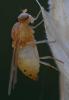 353545 – Photo : ANDRE LABETAA – France (66)