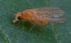 353759 – Photo : ANDRE LABETAA – France (66)