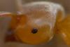 353656 – Photo : ANDRE LABETAA – France (66)
