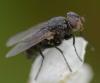 353863 – Photo : ANDRE LABETAA – France (66)