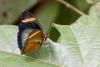 353398 – Photo : Lionel Casset – Gabon