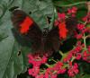 353357 – Photo : Bernard Perthuis – Guyane française