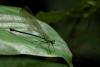353764 – Photo : Lionel Casset – Gabon