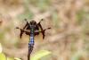 353794 – Photo : Lionel Casset – Gabon