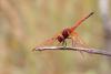 353819 – Photo : Lionel Casset – Gabon