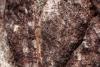 353765 – Photo : Lionel Casset – Gabon