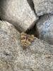 353121 – Photo : Manon SALERNO – France (74)
