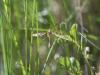 353104 – Photo : Alain Gérard – France (12)
