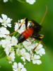 353289 – Photo : Bobabar – France (75)