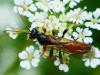 353288 – Photo : Bobabar – France (75)