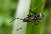 353989 – Photo : Lionel Casset – Gabon