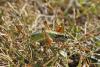 353410 – Photo : Thierry Madigou – France (05)