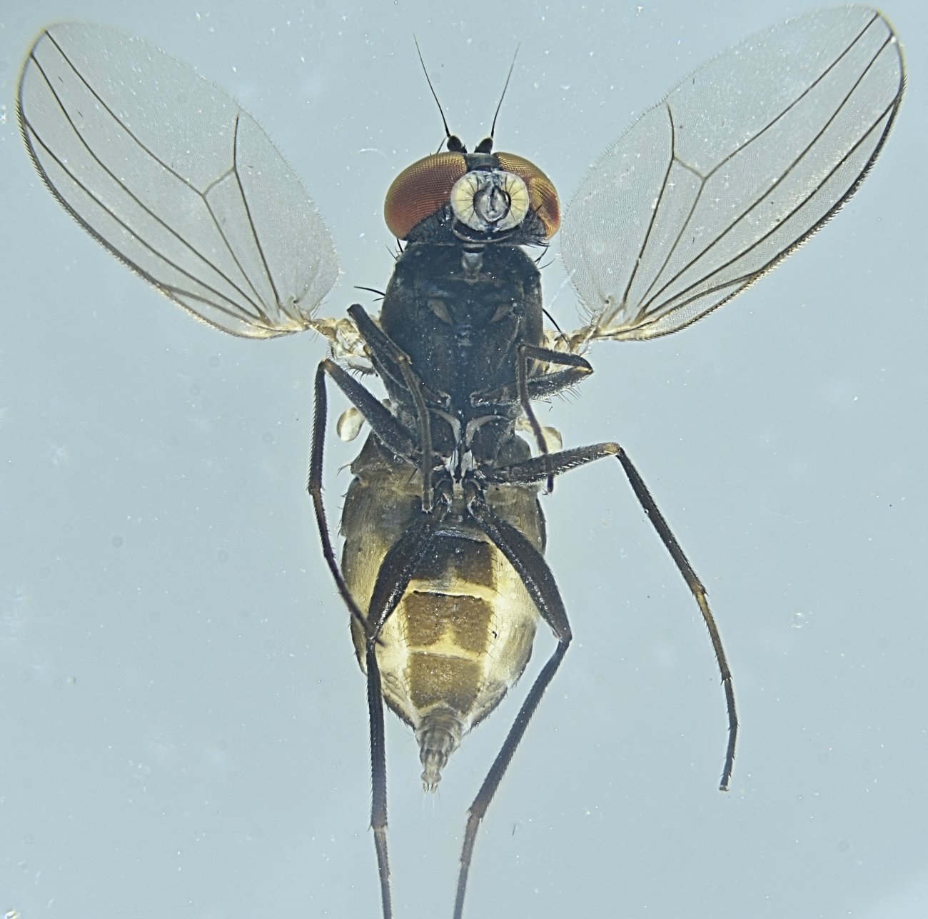 roy - Medetera sp. - réf. 353198 (1300 x 1287 pixels, 211 ko)