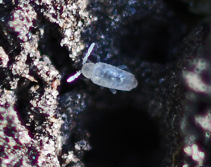 Oryctes - Cyphoderus albinus - réf. 353270 (816 x 649 pixels, 178 ko)