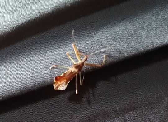 Anonyme - Nagusta goedelii - réf. 353812 (540 x 391 pixels, 108 ko)