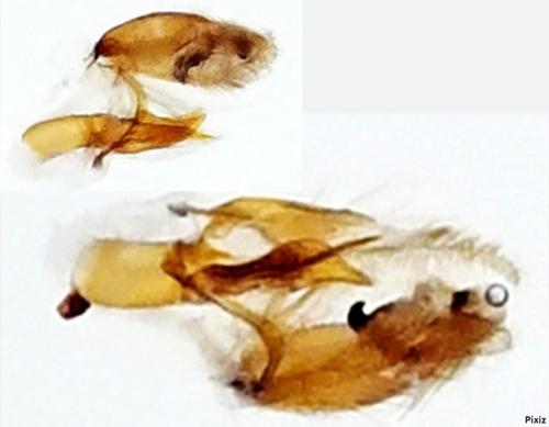 Aproaerema larseniella