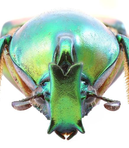 Phaedimus zebuanus kachikun