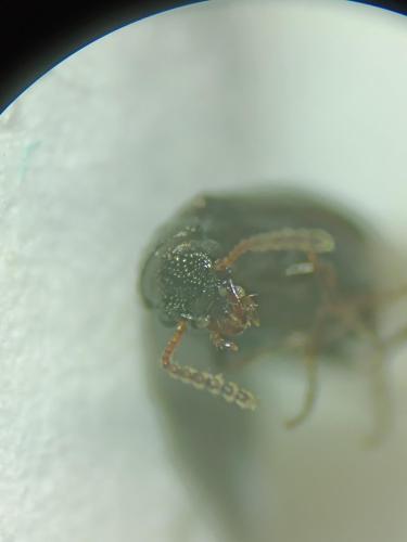 Rabocerus gabrieli