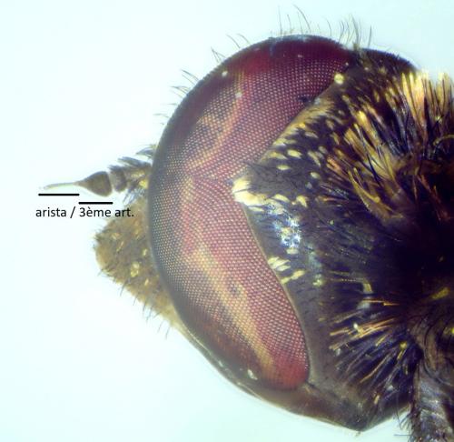 Exoprosopa cleomene