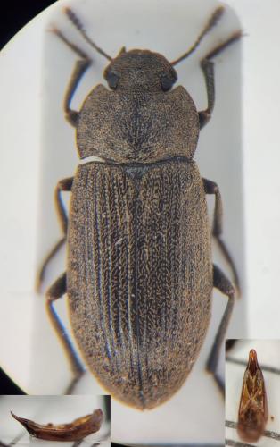 Réf. 354 322 : Gonocephalum rusticum
