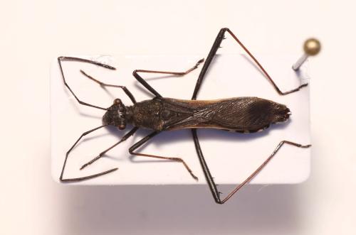 Megalotomus junceus