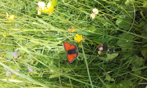 Réf. 354 709 : Lycaena hippothoe