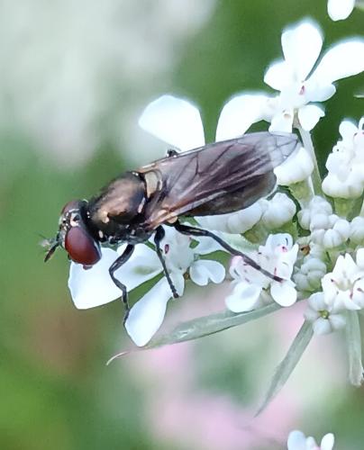 Réf. 354 371 : Orthonevra nobilis