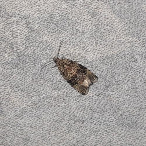 Celypha lacunana
