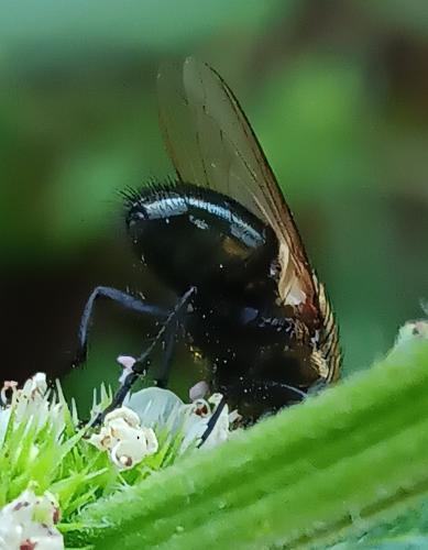 Pollenia sp.