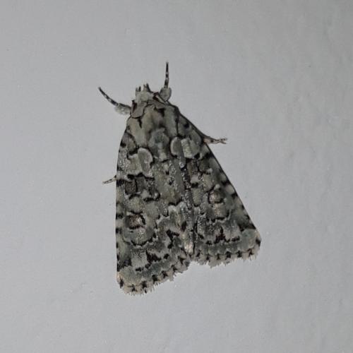 Réf. 354 015 : Nyctobrya muralis