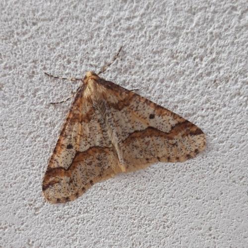Erannis defoliaria