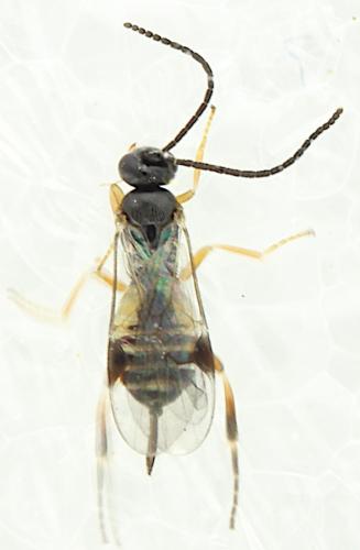 Réf. 354 565 : Microgastrinae inconnu