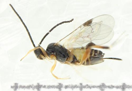 Réf. 354 566 : Microgastrinae inconnu