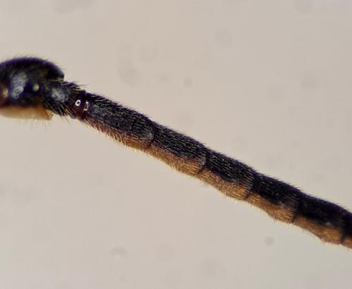 Cratichneumon culex